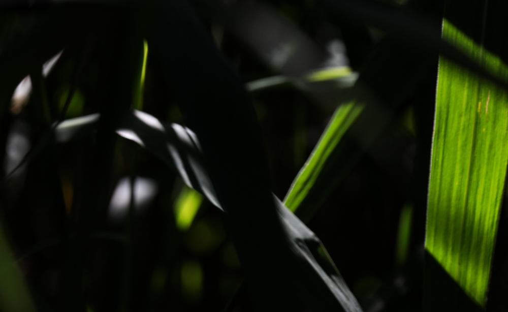Natur (54)