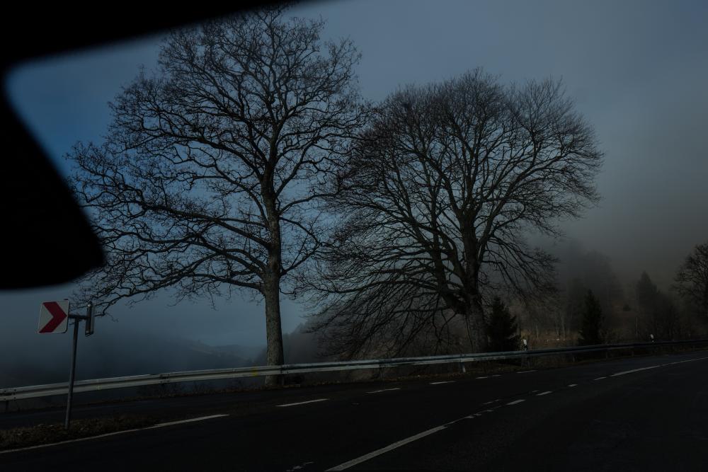 Trees (3)