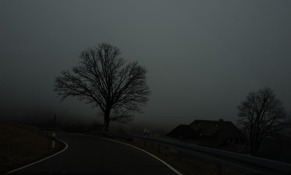 Trees (5)