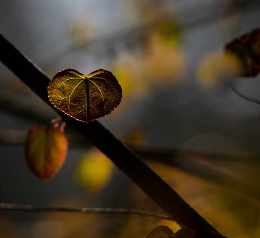 Natur (55)