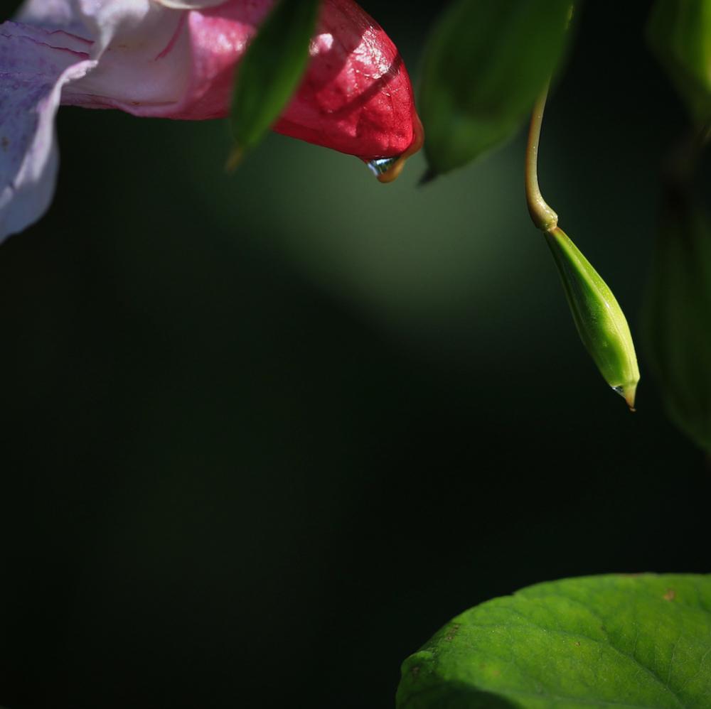 Natur (17) 