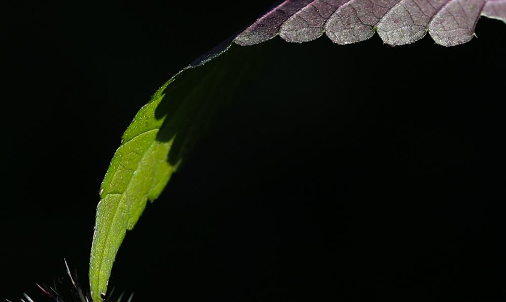 Natur (16) 