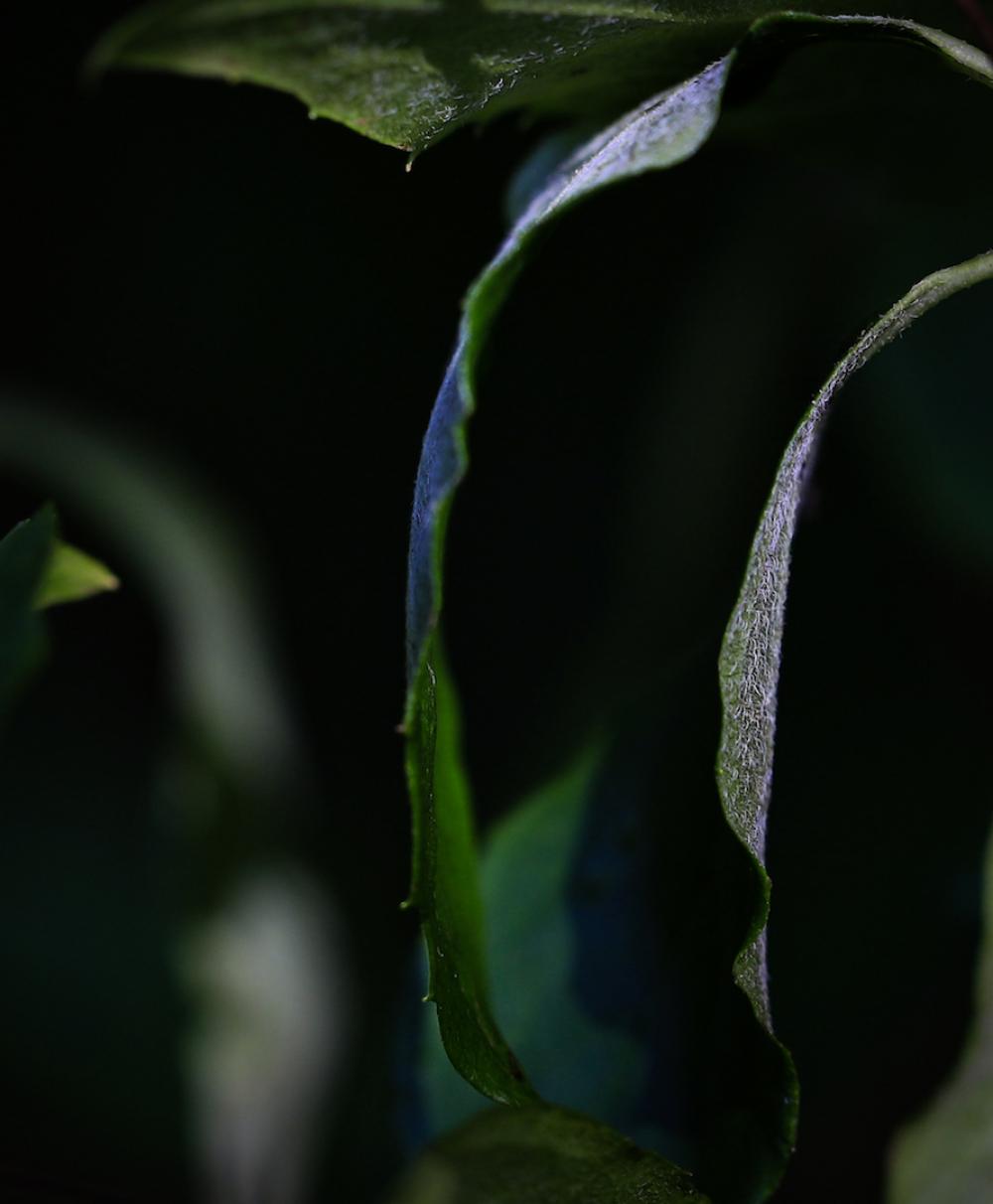 Natur (15)