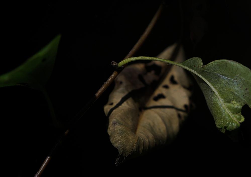 Natur (9) 