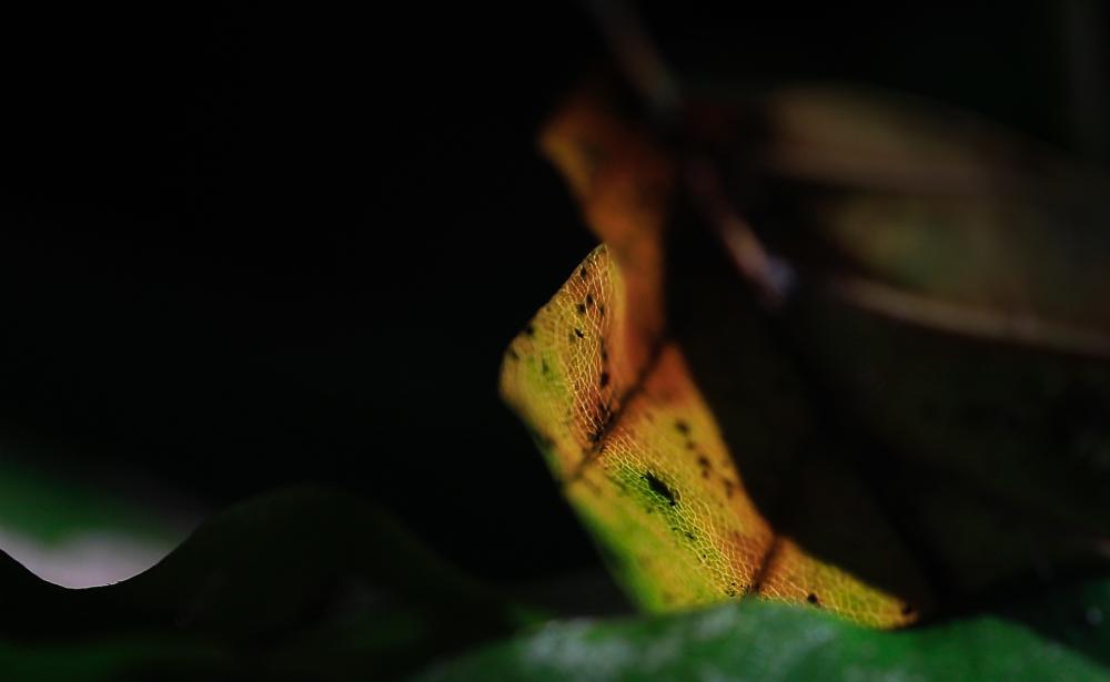 Natur (11) 