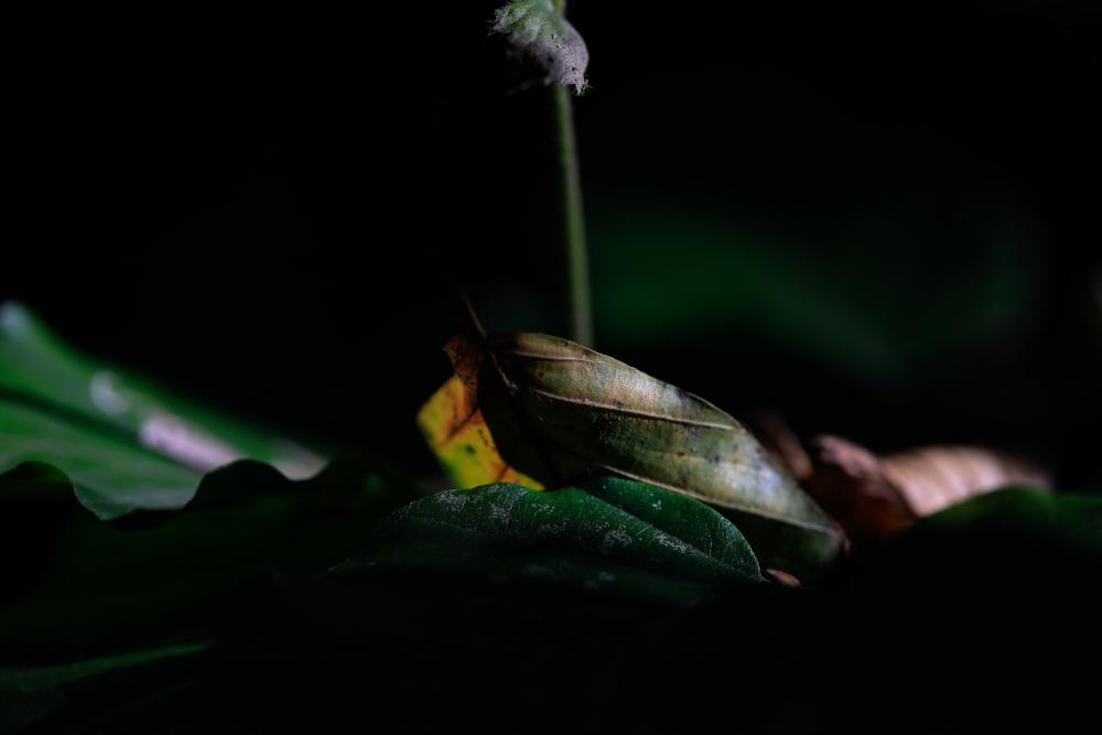 Natur (7) 