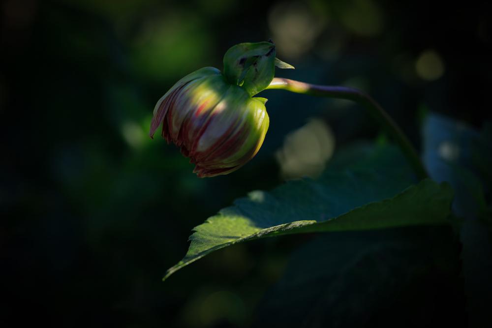 Natur (4)