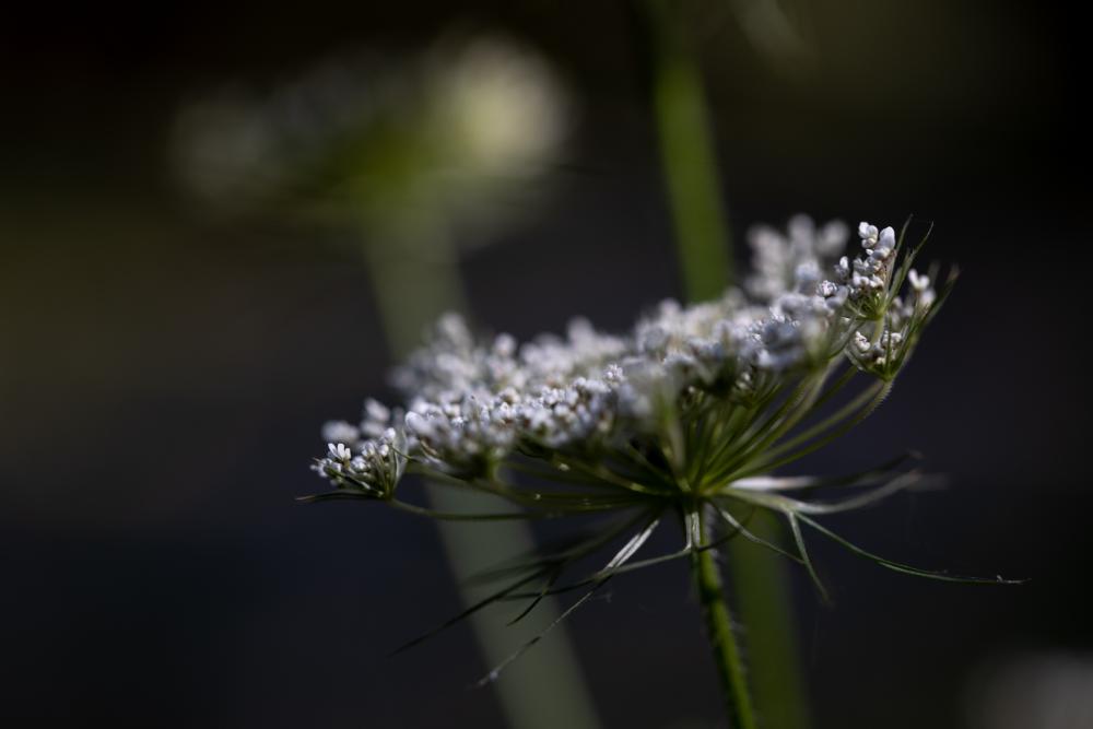 Natur (60)