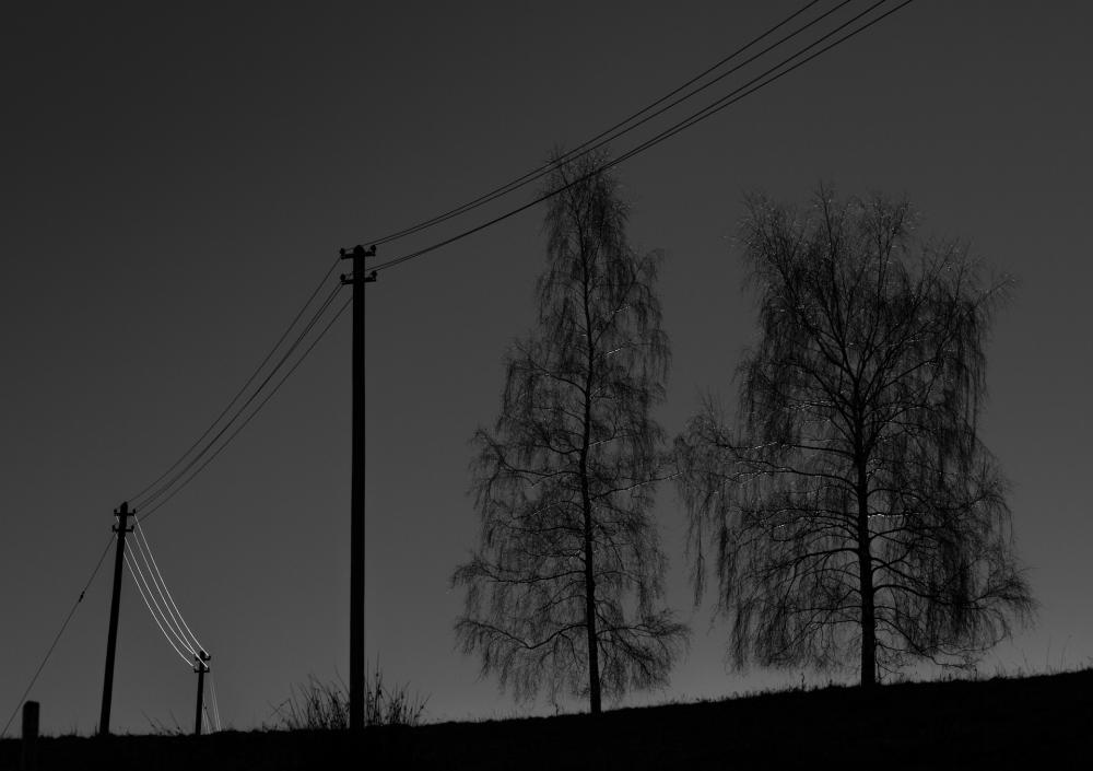 Trees (1)