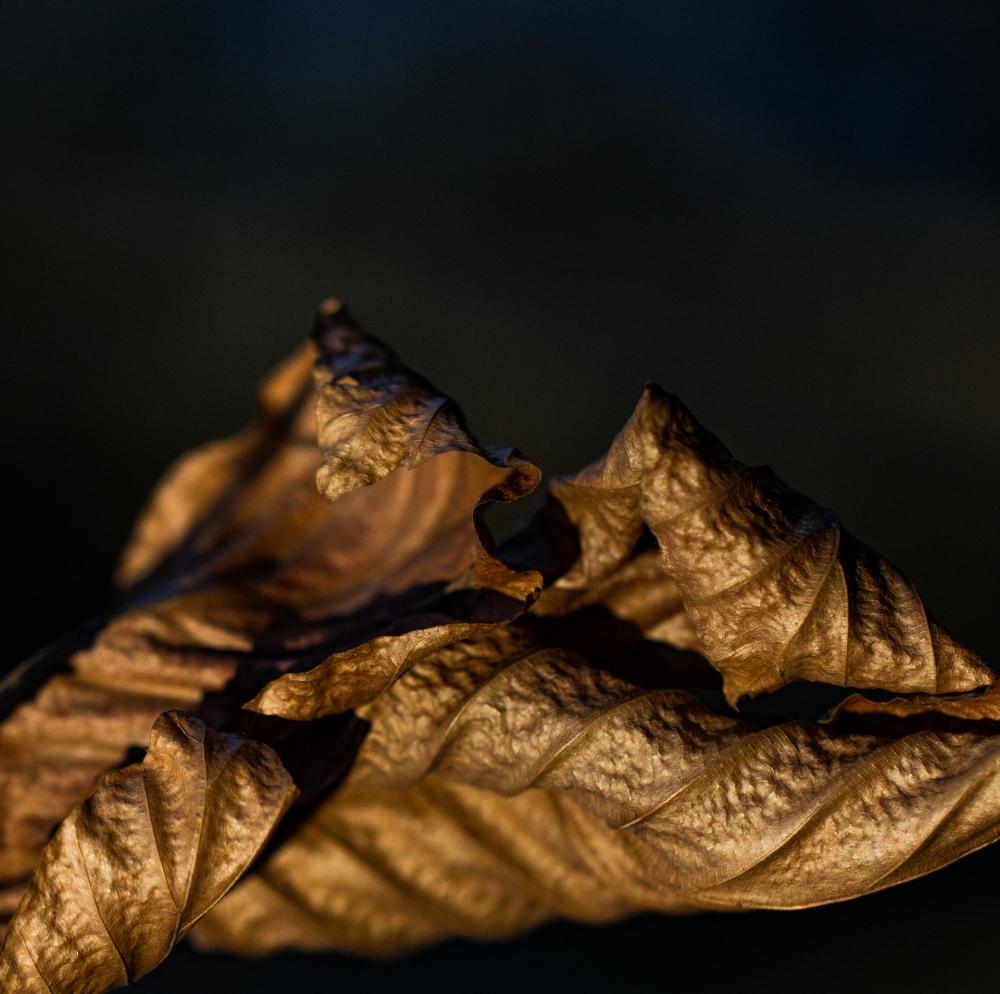 Natur (43)