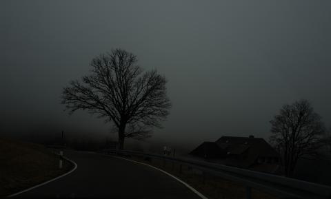 Trees (5)