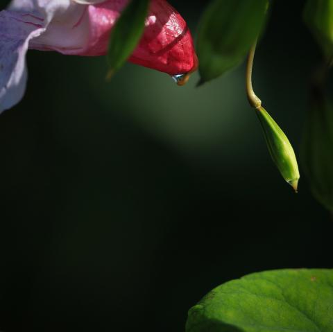 Natur (17) 