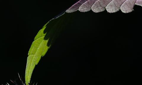 Natur (16) 