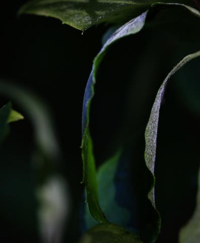 Natur (15)