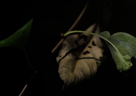 Natur (9) 