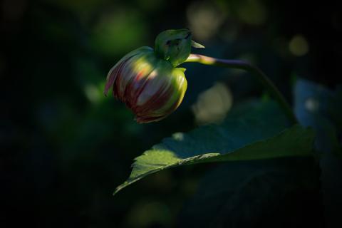 Natur (4)