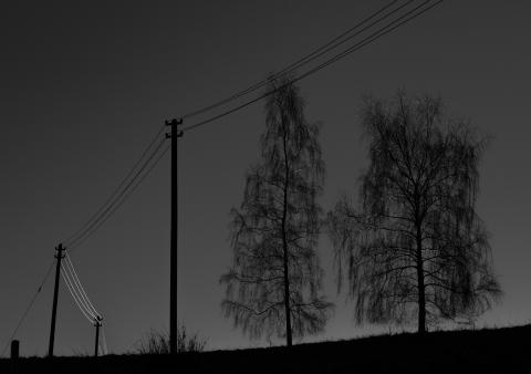Trees (1)